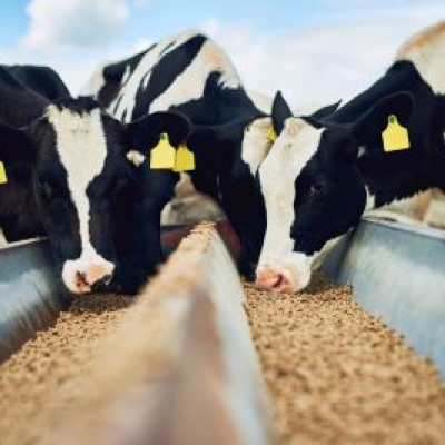 Animal Feed & PET Food