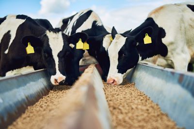 Animal Feed